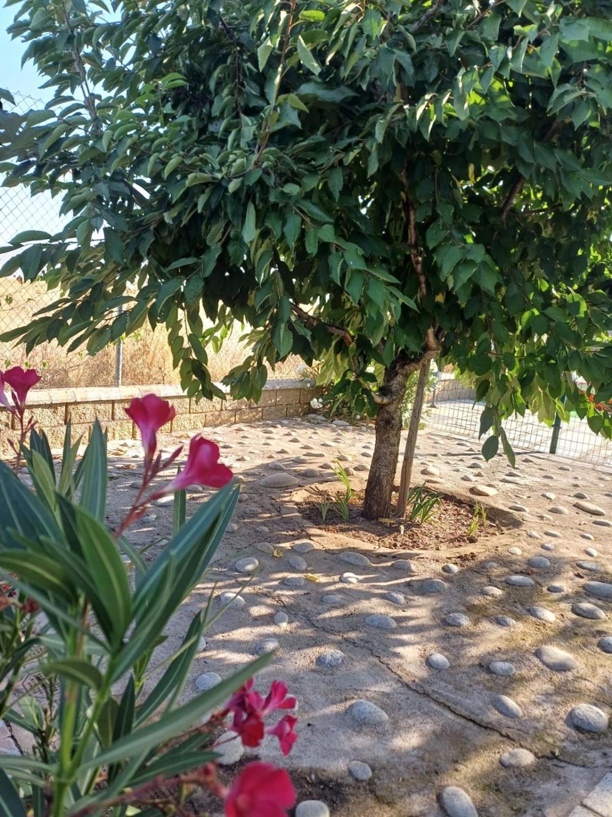Vila El Almendro Del Cura Villarmayor  Exteriér fotografie