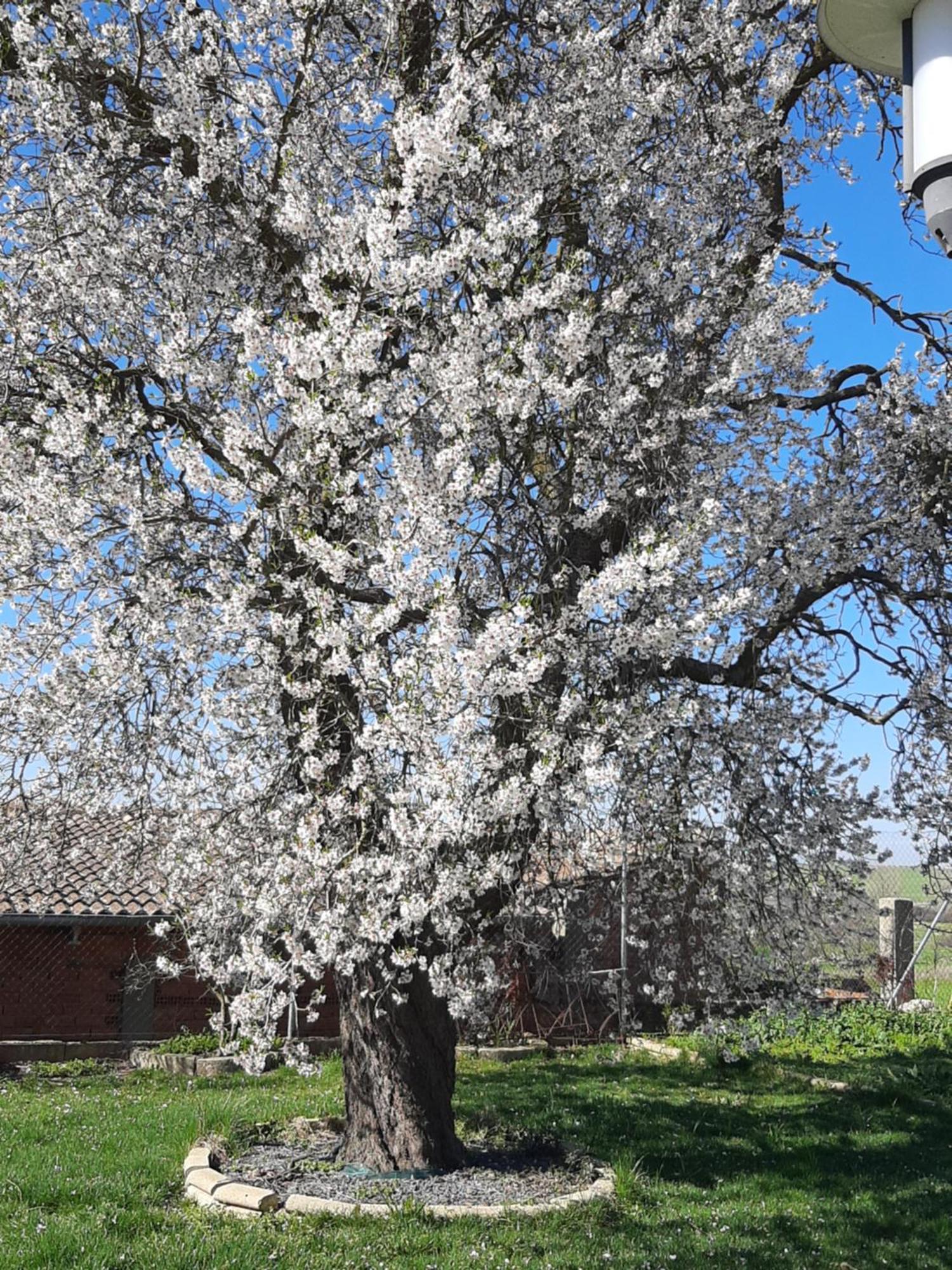 Vila El Almendro Del Cura Villarmayor  Exteriér fotografie